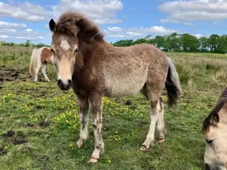 Ponyføl 