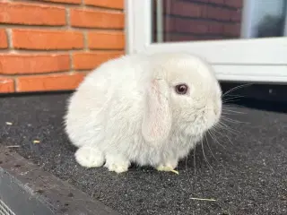 Mini lop hun kanin