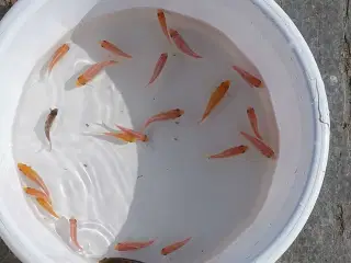 15 stk. Koi i str. 5- 6 mm.