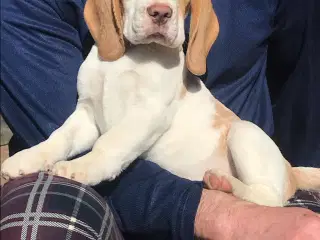 Beagle dreng