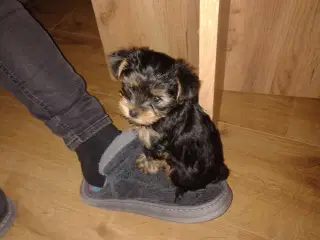 Yorkshire Terrier hvalp, pige 8 uger