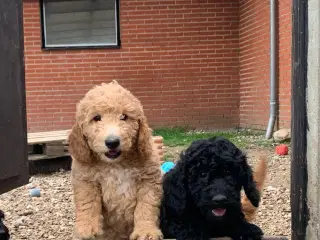 Mini Golden Doodle F1B babyer 