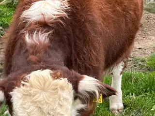 Hereford tyr sælges
