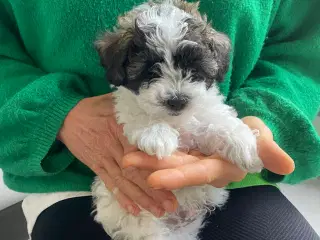 Maltipoo hvalpe