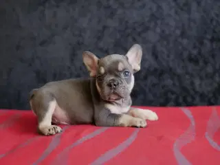 Fransk Bulldog Hvalpe