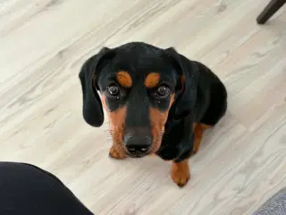 Sød gravhund 