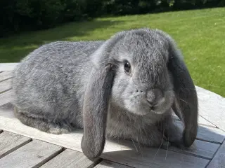 FRANSK VÆDDER HAN CHINCHILLA