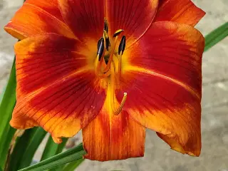 1 stk rød & orange daglilje 