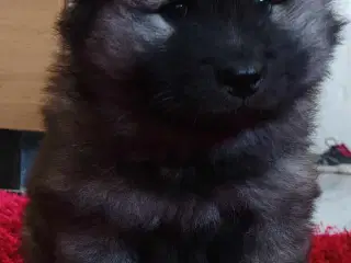 Eurasier hvalpe