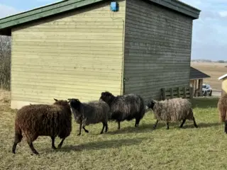 Får 
