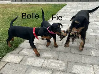 Tysk jagtterrier hvalpe