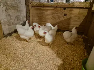 Hvide dværg Wyandotter 