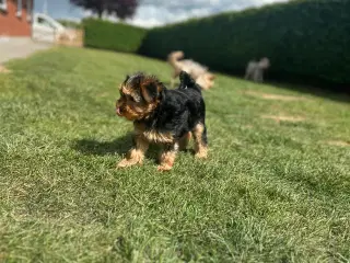 Yorkshire terrier tæve