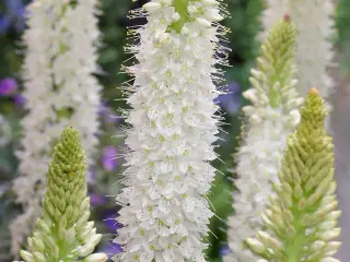 Eremurus / Kleopatras nål - Flere forskellige
