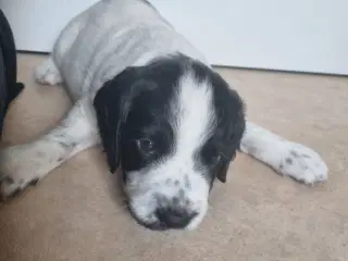 Engelsk springer spaniel hvalpe