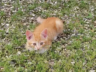 Katte killinger 