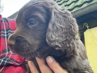 Cocker spaniel m. Stamtavle