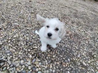 Akut Strit søger nyt hjem 