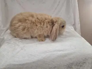 Mini-lop kaninunger