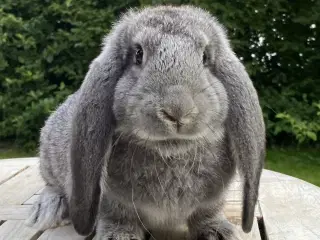 FRANSK VÆDDER HAN CHINCHILLA