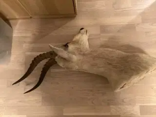 Udstoppet dyr - flot stand