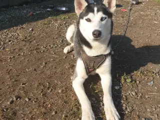 Siberian Husky 