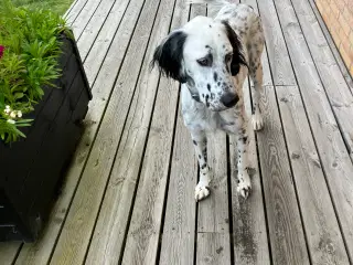 Engelsk setter, hanhund på 10 måneder 