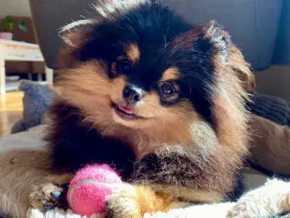 Pomeranian tæve
