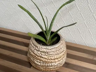 Potteplante i skjuler 