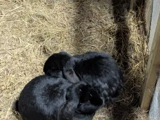 2 Franske væddere, kaniner, gives væk