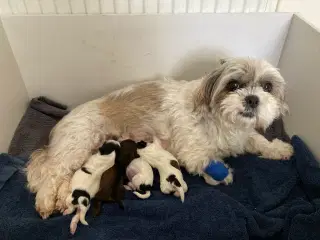 Shih tzu hvalpe 