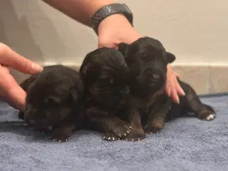 Langhåret schæferhunde hvalpe