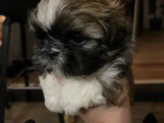 Shih Tzu hvalpe