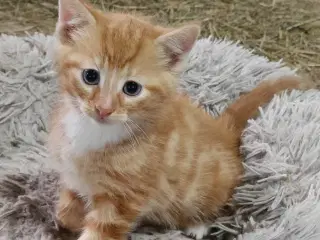 1 hankat og 1 hunkat