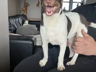 Dansk svensk gårdhund 