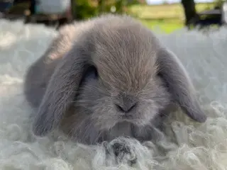 Mini lop kaninunger 