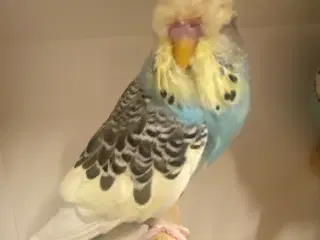 Engelsk undulat - han på 3 mdr