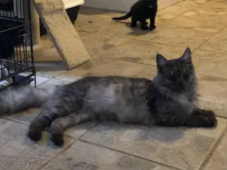 Virkelige pjusket halv main coon killinger