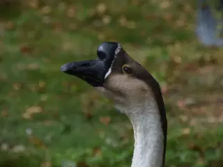 Svanegæssene fra AnimalCall