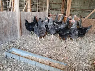Høns