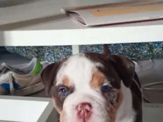 Old english bulldog hvalp 