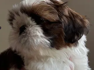Shih tzu hvalp