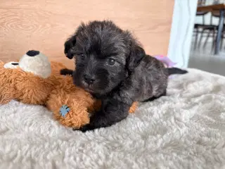 🐶 De skønneste familievenlige blandingshvalpe