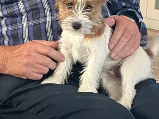 Jack Russell hvalp