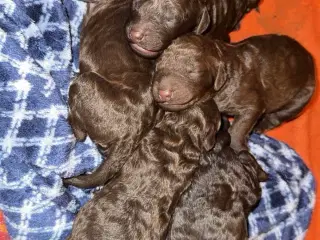 Poodle hvalpe
