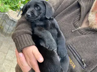 Labrador Formel 1 hvalpe