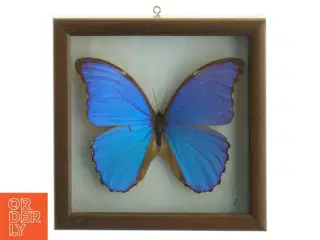 Indrammet sommerfugl (str. 18 x 18 cm)