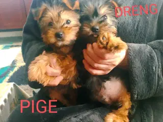 Yorkshire terrier en sød Hun og hund 14 uger.