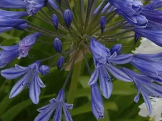 2 stk blå agapanthus ø 25 pr stk 75