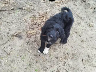  Bordoodle (Border Collie & Poodle Mix):